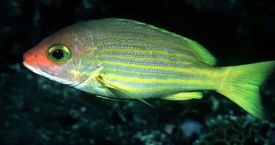 Yellow-lined snapper (Lutjanus rufolineatus)