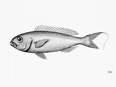 Yellow-lip threadfin bream (Nemipterus aurifilum)