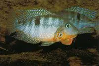 Yellow meeki (Thorichthys affinis)