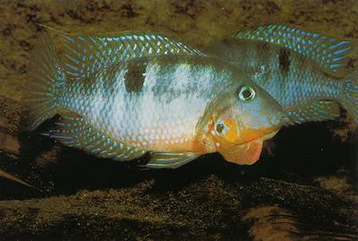 Yellow meeki (Thorichthys affinis)