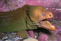 Yellow moray (Gymnothorax prasinus)