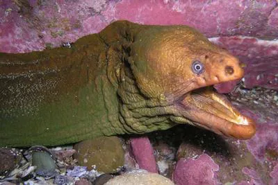 Yellow moray (Gymnothorax prasinus)