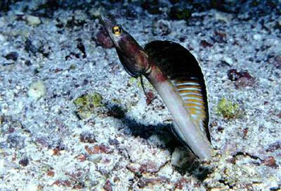 Yellow-mouth pikeblenny (Chaenopsis schmitti)