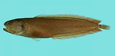 Yellow pigmy brotula (Dinematichthys iluocoeteoides)