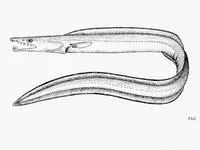 Yellow pike conger (Congresox talabon)
