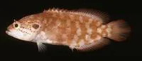 Yellow podge (Pseudogramma xantha)