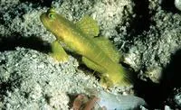 Yellow prawn-goby (Cryptocentrus cinctus)