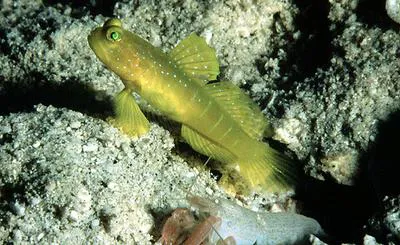 Yellow prawn-goby (Cryptocentrus cinctus)