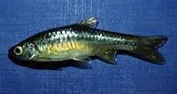 Yellow rasbora (Rasbora lateristriata)