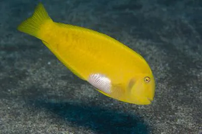 Yellow razorfish (Xyrichtys sanctaehelenae)
