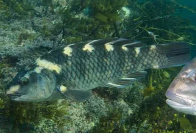 Yellow-saddled wrasse (Notolabrus fucicola)