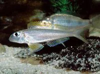 Yellow Sand Cichlid (Xenotilapia flavipinnis)