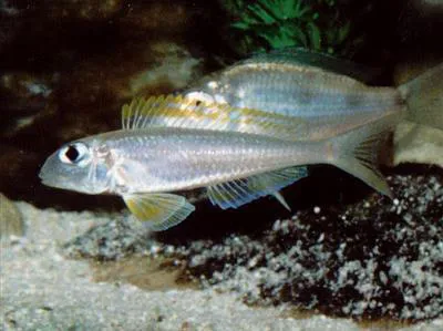 Yellow Sand Cichlid (Xenotilapia flavipinnis)