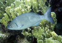 Yellow sea chub (Kyphosus incisor)