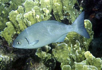 Yellow sea chub (Kyphosus incisor)