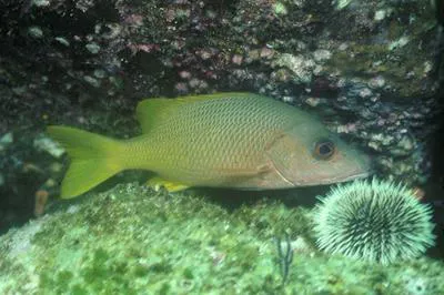 Yellow snapper (Lutjanus argentiventris)