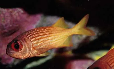 Yellow soldierfish (Myripristis clarionensis)