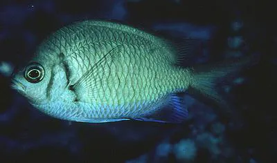 Yellow-speckled chromis (Chromis alpha)