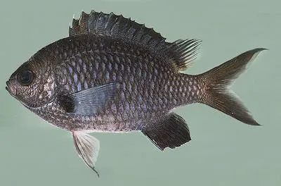 Yellow-spotted chromis (Chromis flavomaculata)