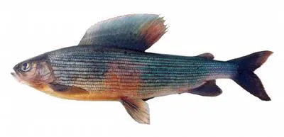 Yellow-spotted grayling (Thymallus grubii flavomaculatus)
