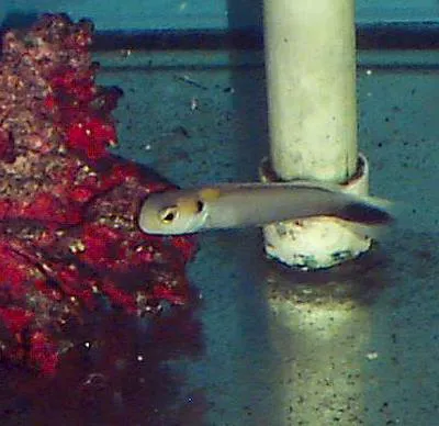Yellow-spotted tilefish (Hoplolatilus fourmanoiri)