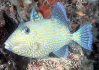 Yellow-spotted triggerfish (Pseudobalistes fuscus)