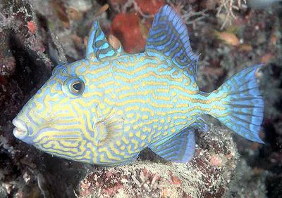 Yellow-spotted triggerfish (Pseudobalistes fuscus)
