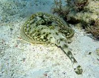 Yellow stingray (Urobatis jamaicensis)