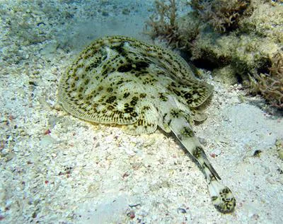 Yellow stingray (Urobatis jamaicensis)