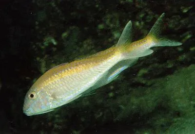 Yellow striped goatfish (Parupeneus chrysopleuron)