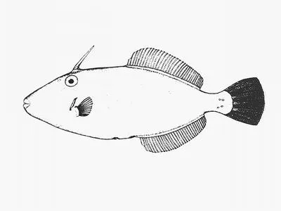 Yellow-striped leatherjacket (Meuschenia flavolineata)