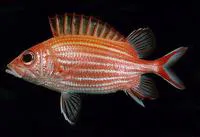 Yellow-striped squirrelfish (Sargocentron ensifer)