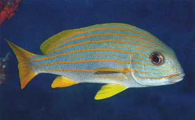 Yellow-striped sweetlips (Plectorhinchus chrysotaenia)