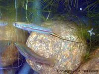 Yellow swordtail (Xiphophorus clemenciae)