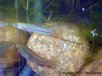Yellow swordtail (Xiphophorus clemenciae)