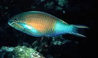 Yellow-tail parrotfish (Scarus hypselopterus)