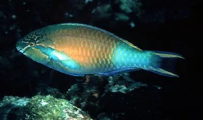 Yellow-tail parrotfish (Scarus hypselopterus)