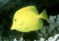 Yellow tang (Zebrasoma flavescens)
