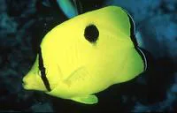 Yellow teardrop butterflyfish (Chaetodon interruptus)