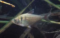 Yellow tetra (Hyphessobrycon bifasciatus)