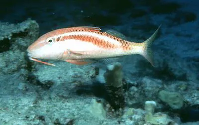 Yellow-threaded goatfish (Parupeneus chrysonemus)
