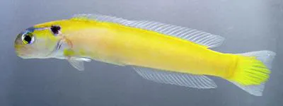 Yellow tilefish (Hoplolatilus luteus)