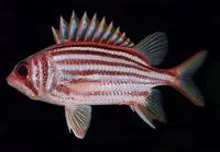 Yellow-tipped squirrelfish (Sargocentron seychellense)
