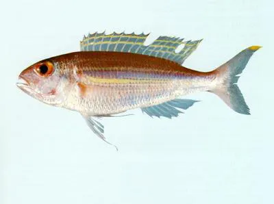 Yellow-tipped threadfin bream (Nemipterus nematopus)