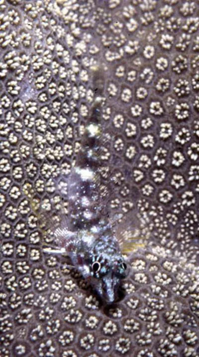 Yellow triplefin (Enneapterygius abeli)