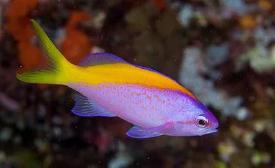 Yellowback anthias (Pseudanthias evansi)