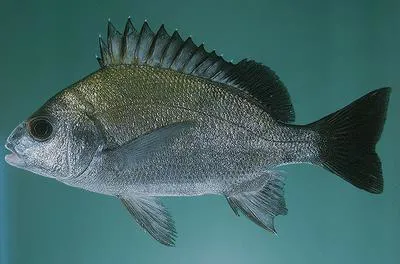 Yellowback grunt (Pomadasys aheneus)