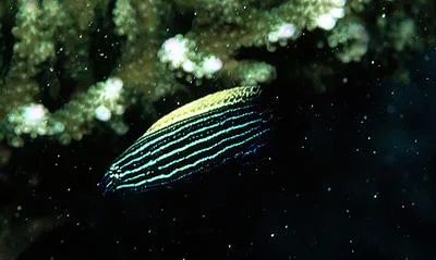 Yellowback tubelip (Labropsis xanthonota)