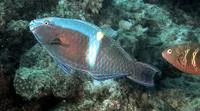 Yellowband parrotfish (Scarus schlegeli)