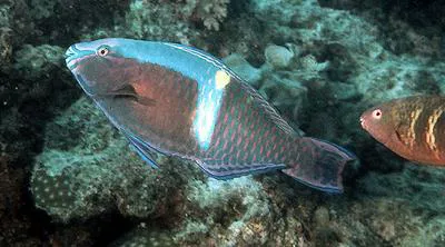 Yellowband parrotfish (Scarus schlegeli)